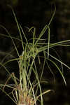 Asian spikesedge